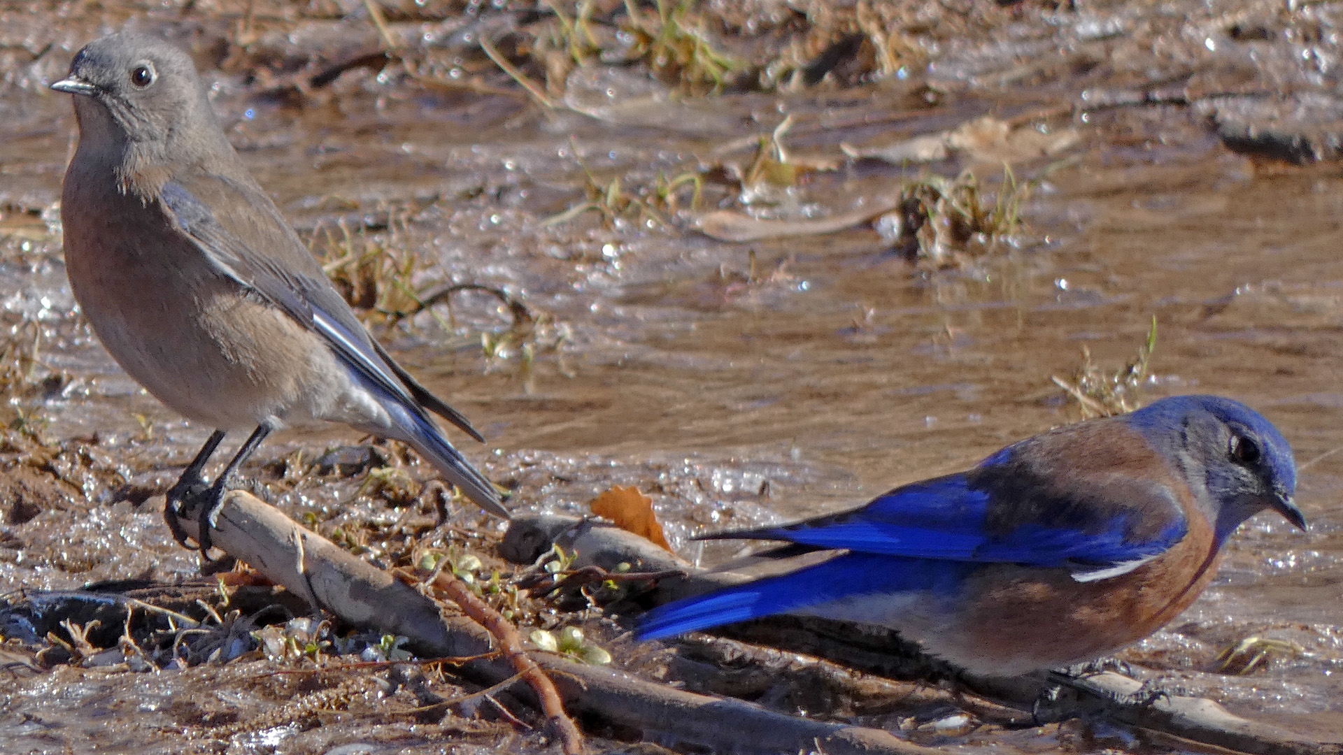 Pair, Rio Grande, Corrales, December 2020