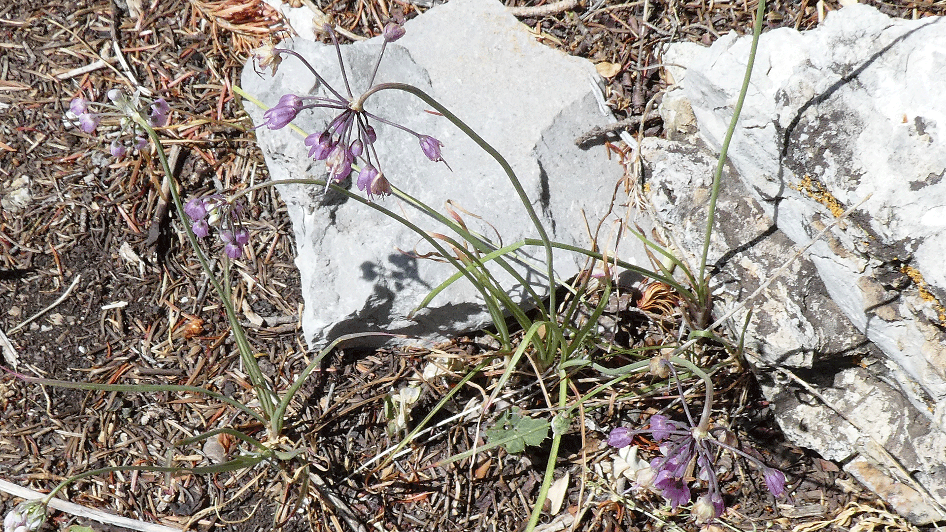 Crest of the Sandia Mountains, July 2020