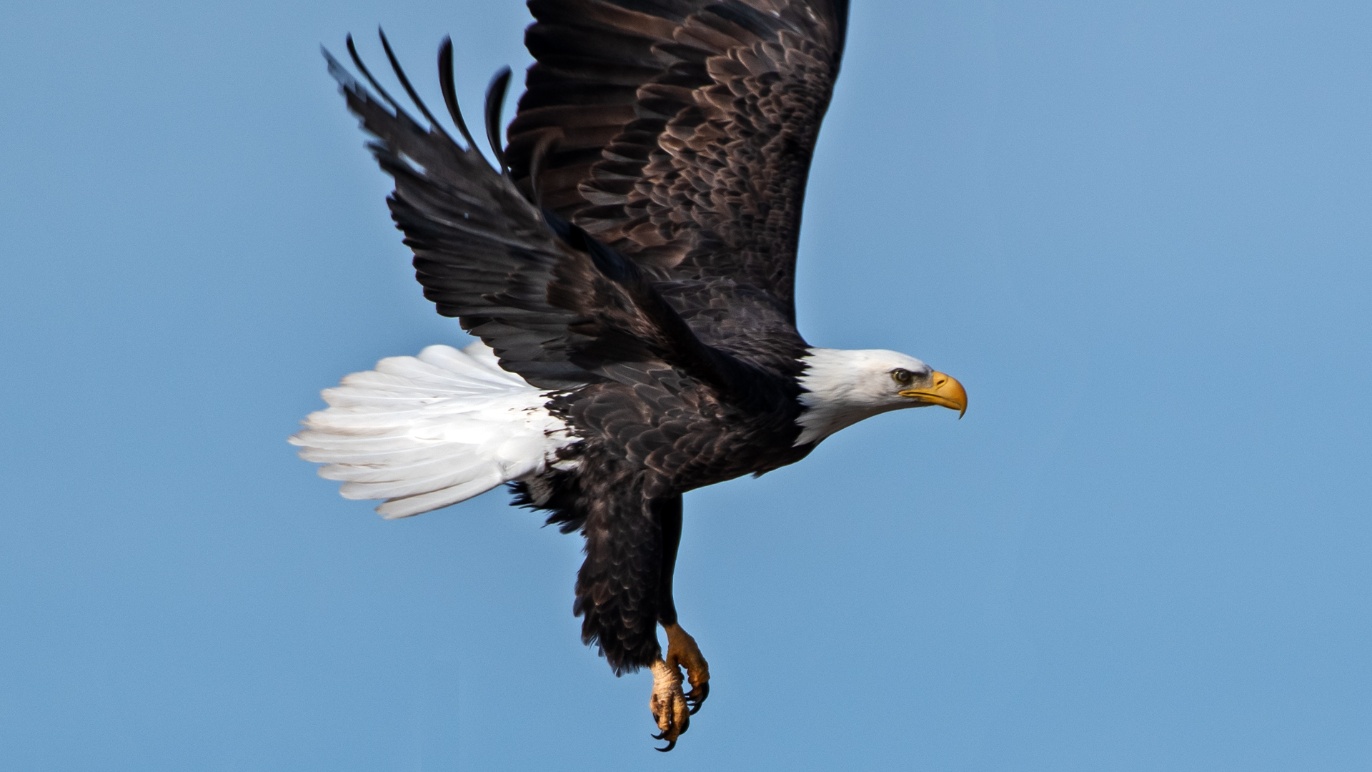 Adult, Isleta Lakes, December 2024