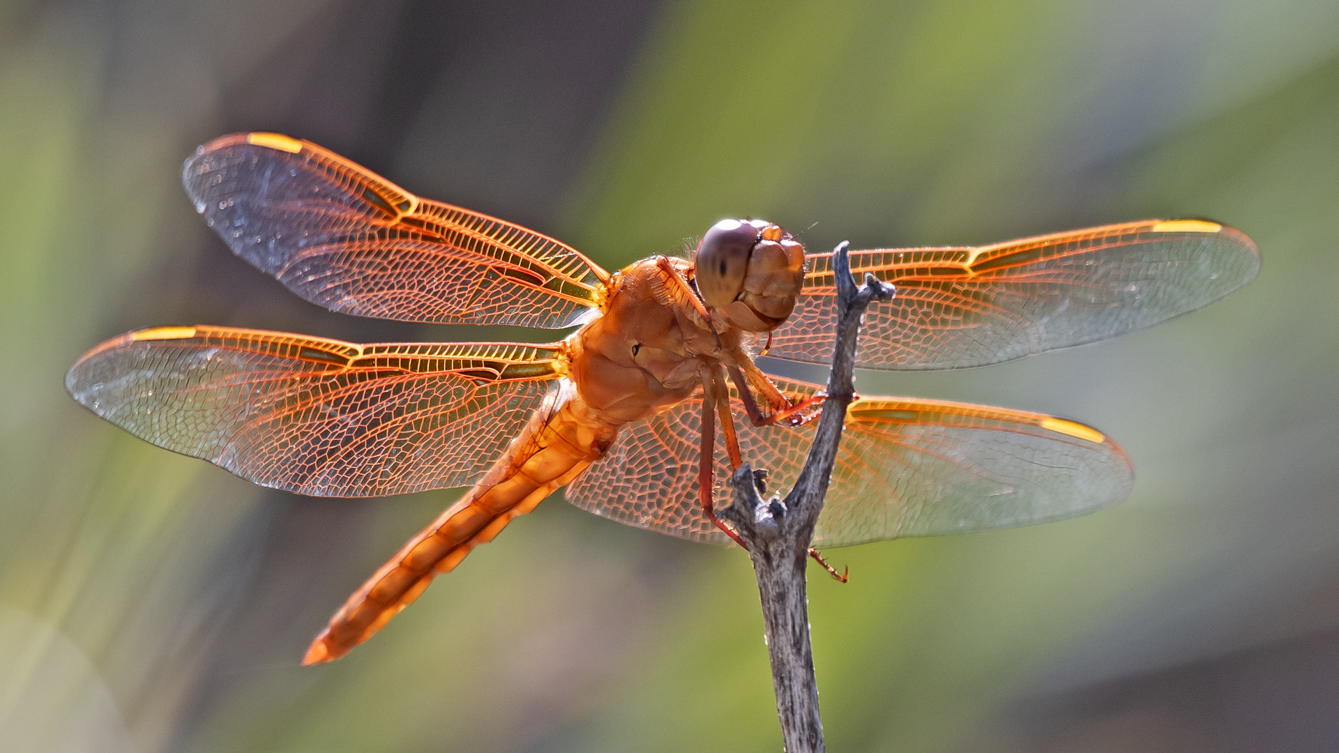 Male, Rio Grande Bosque, Albuquerque, August 2025