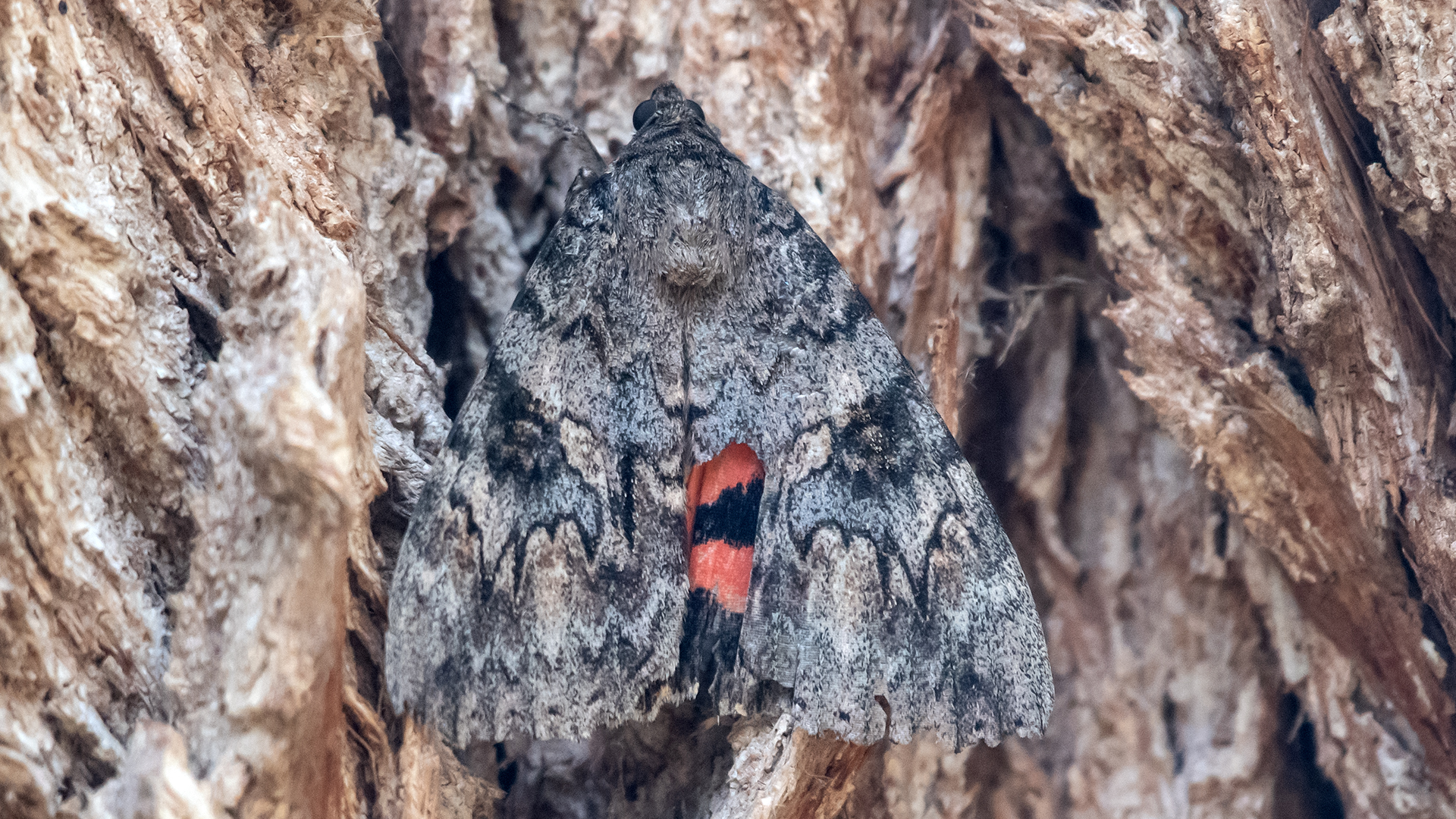 Rio Grande Bosque, Albuquerque, October 2025
