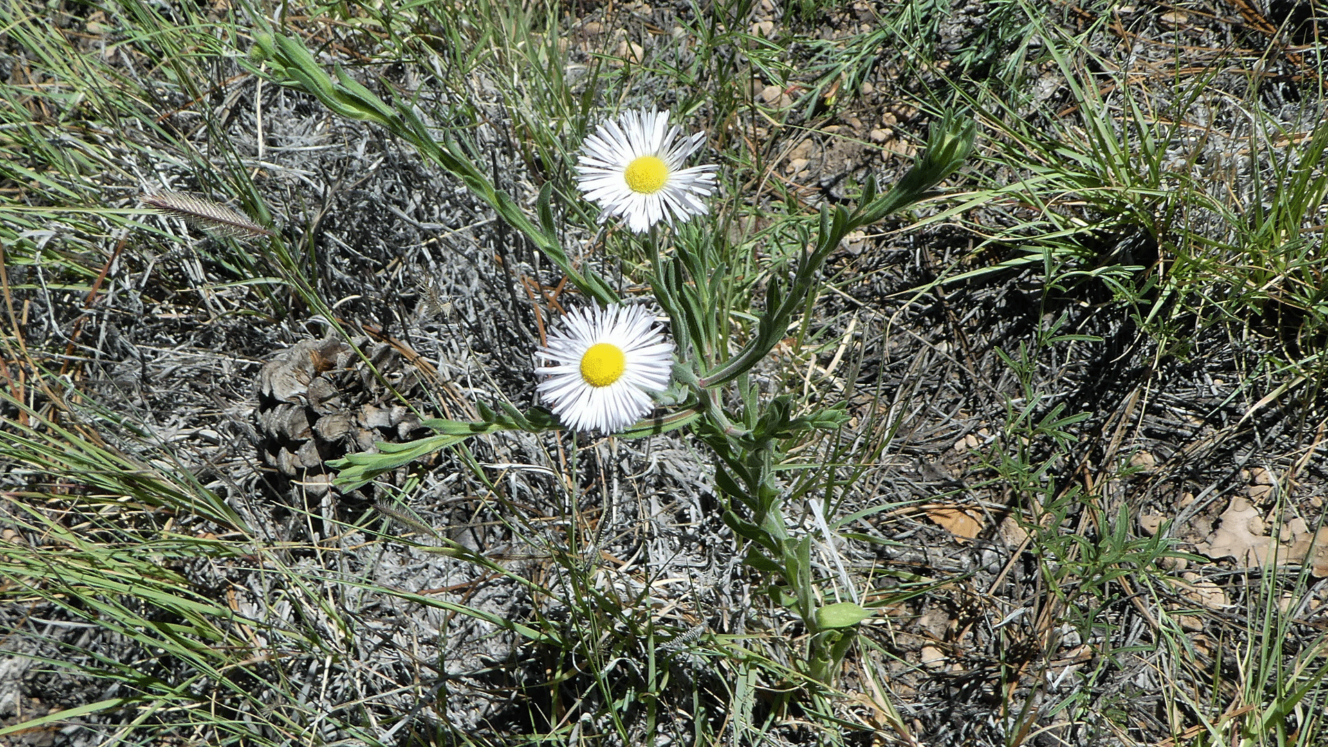 Jemez Mountains, July 2019