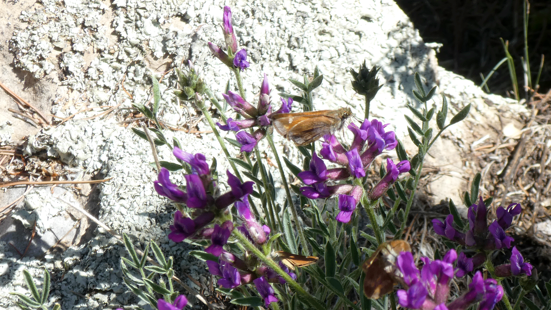 With Taxiles Skippers, Crest of the Sandia Mountains, July 2020