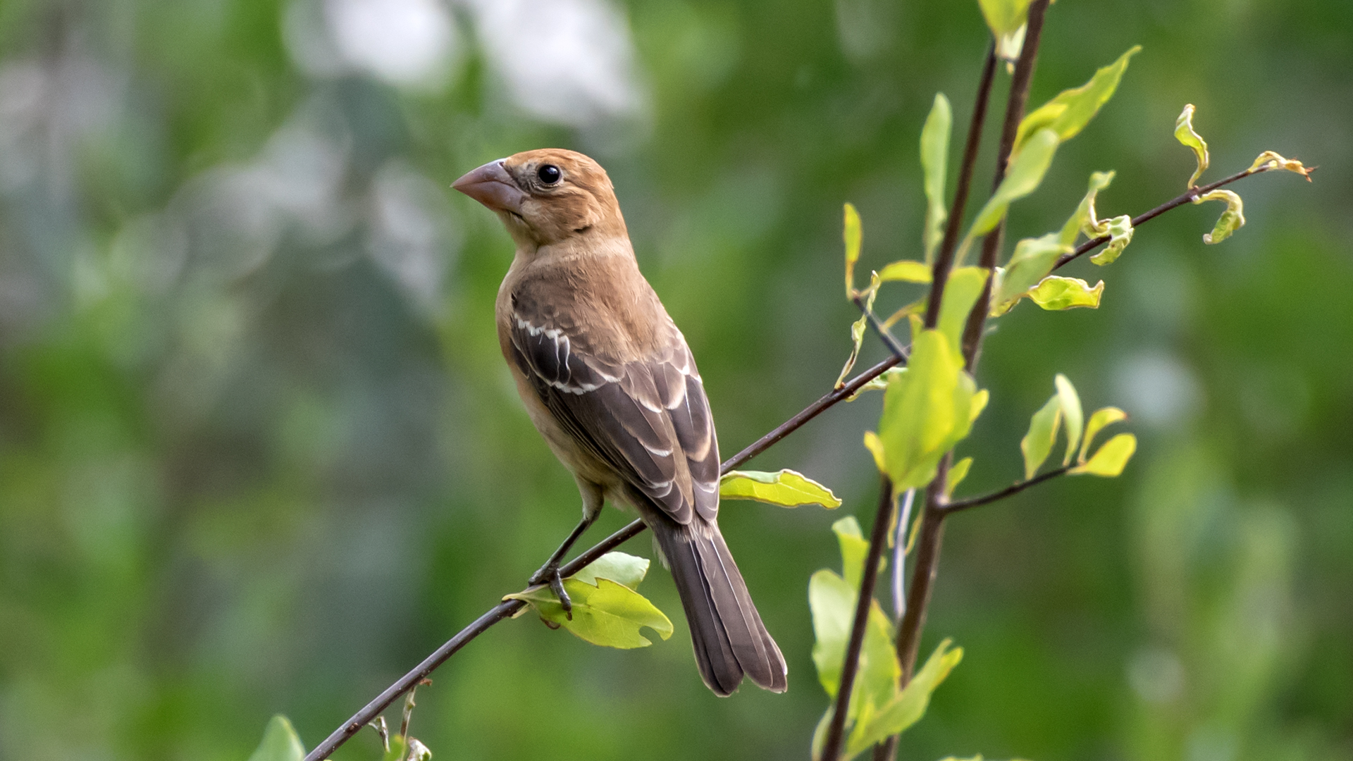 Female/immature, Rio Grande Nature Center, September 2023