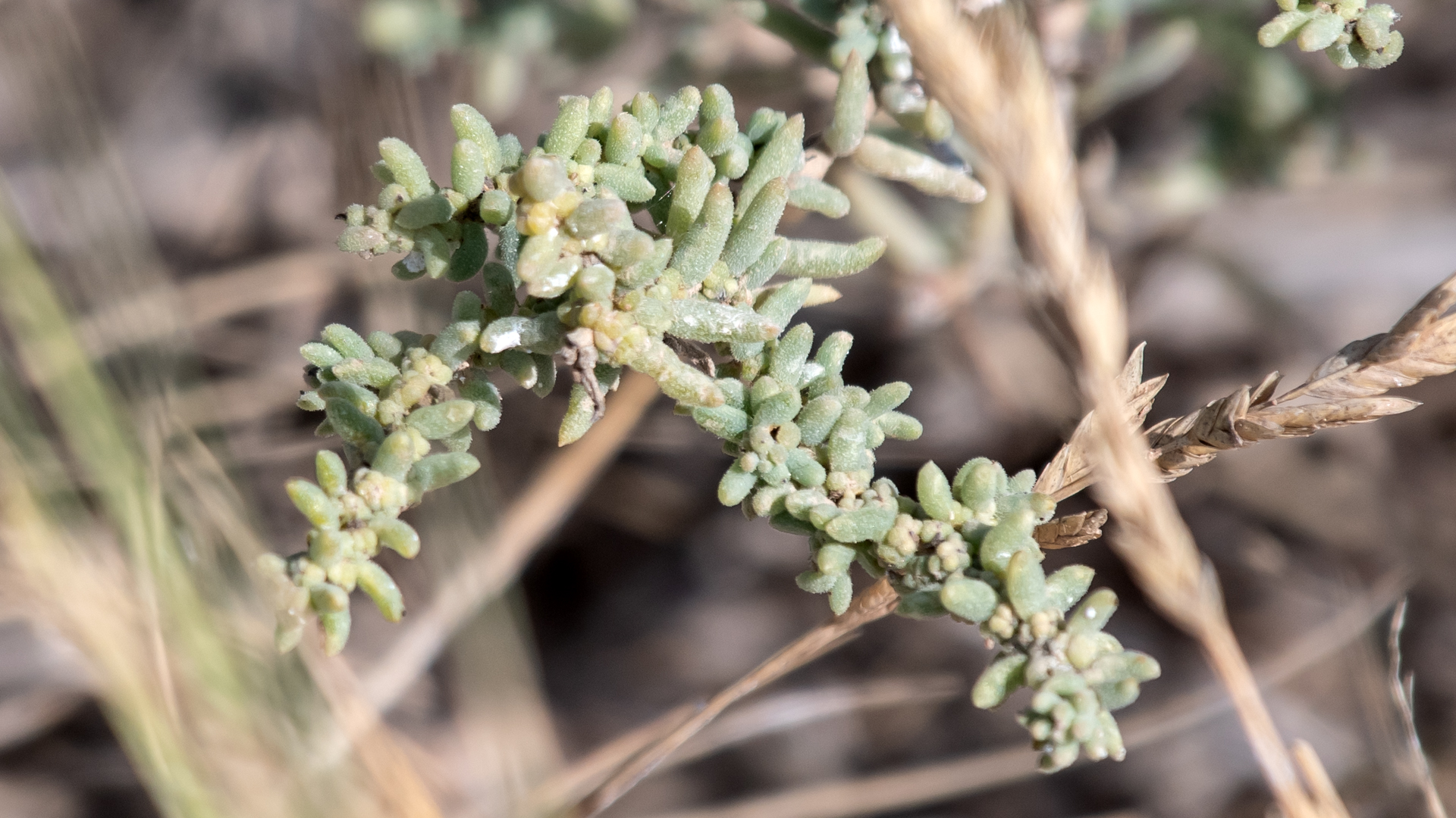 Belen Marsh, October 2025