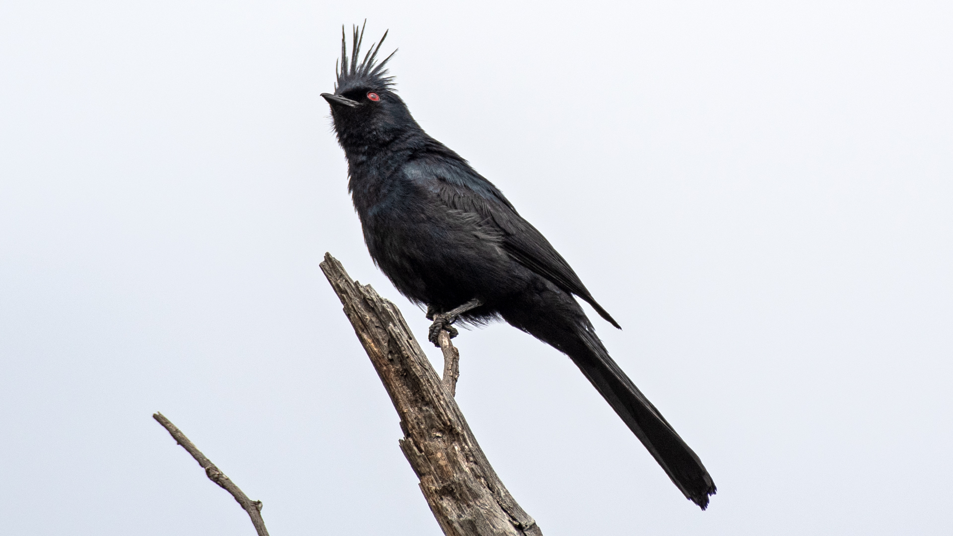 Male, Rio Grande Bosque, San Acacia, July 2025