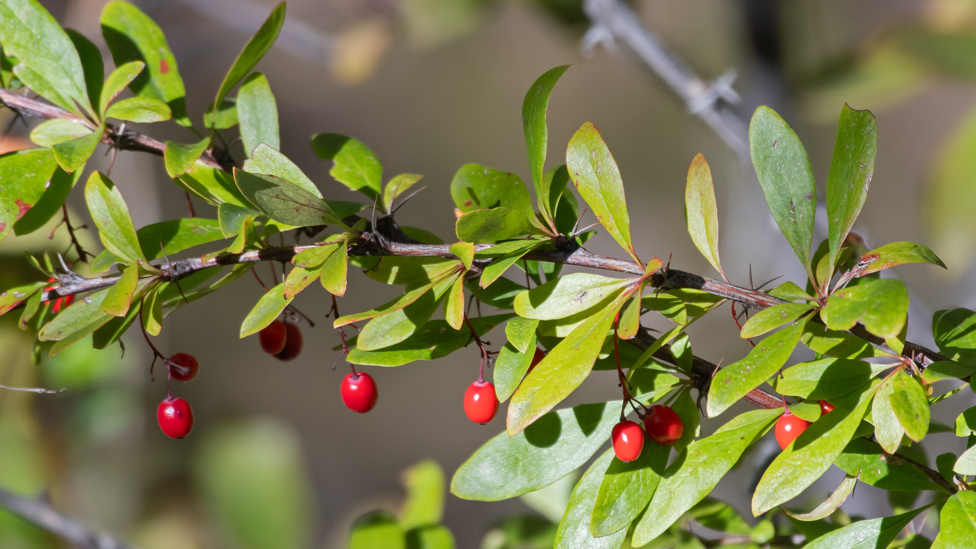 Los Alamos, September 2025