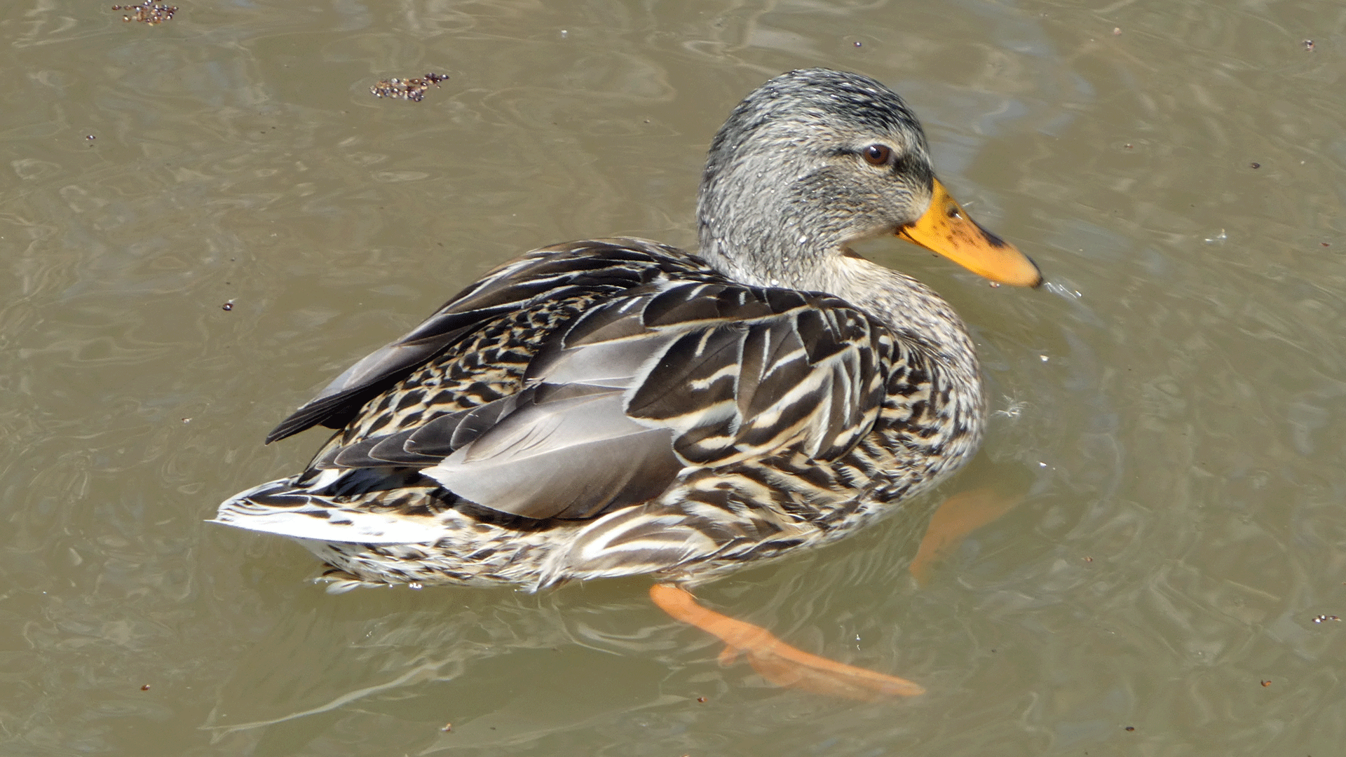 Female, Bachechi Open Space, February 2020