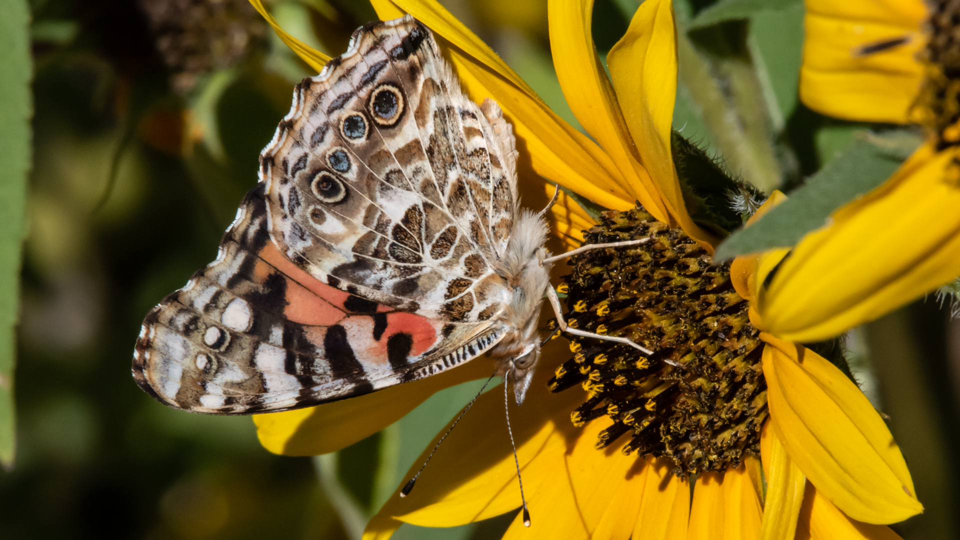 On wild sunflower, Sandia Mountains, September 2023