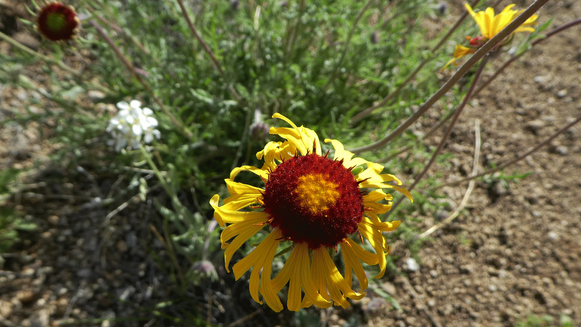 Sandia Mountains foothills, April 2019