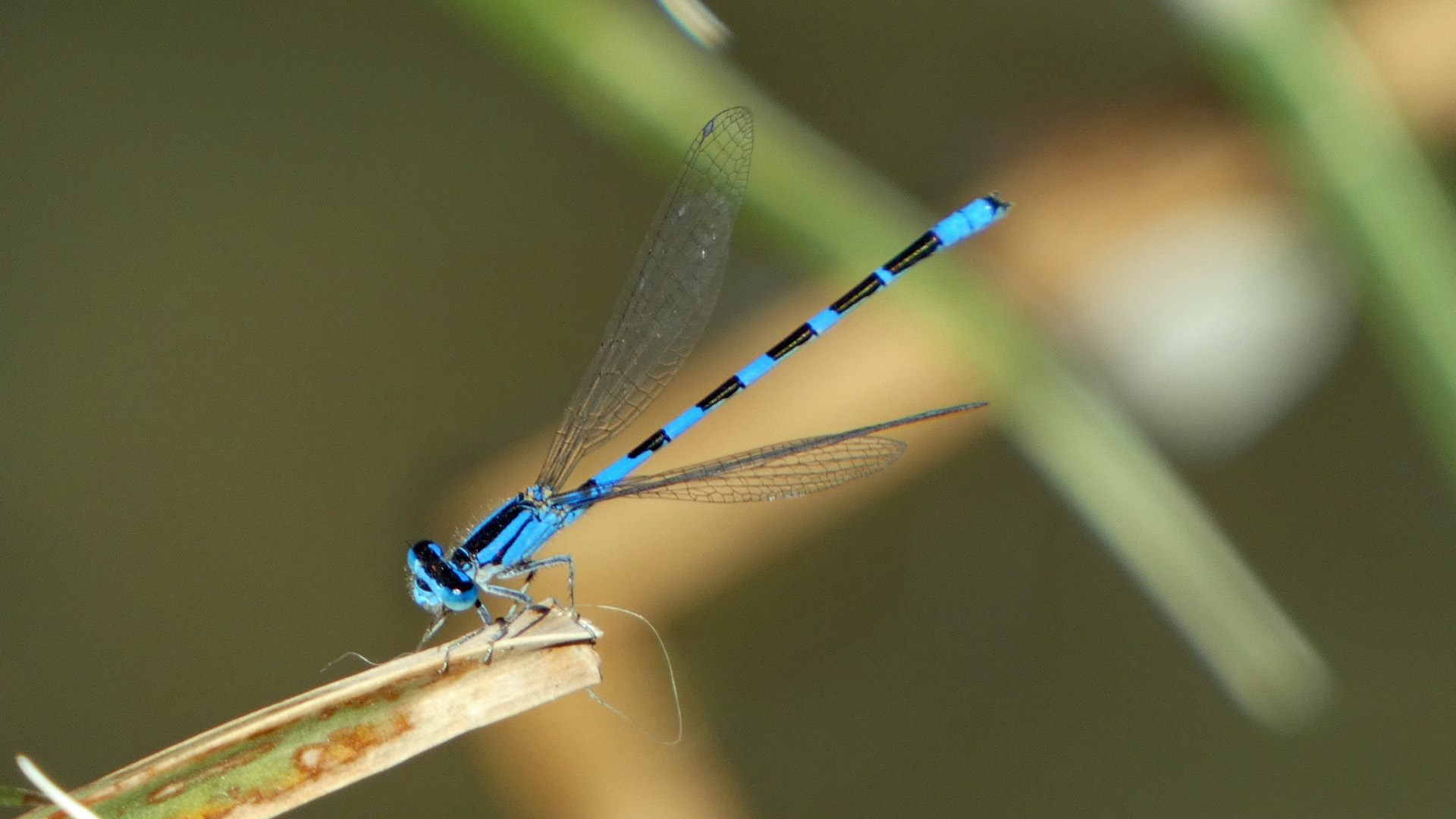 Male, Rio Grande Bosque, Albuquerque, May 2022