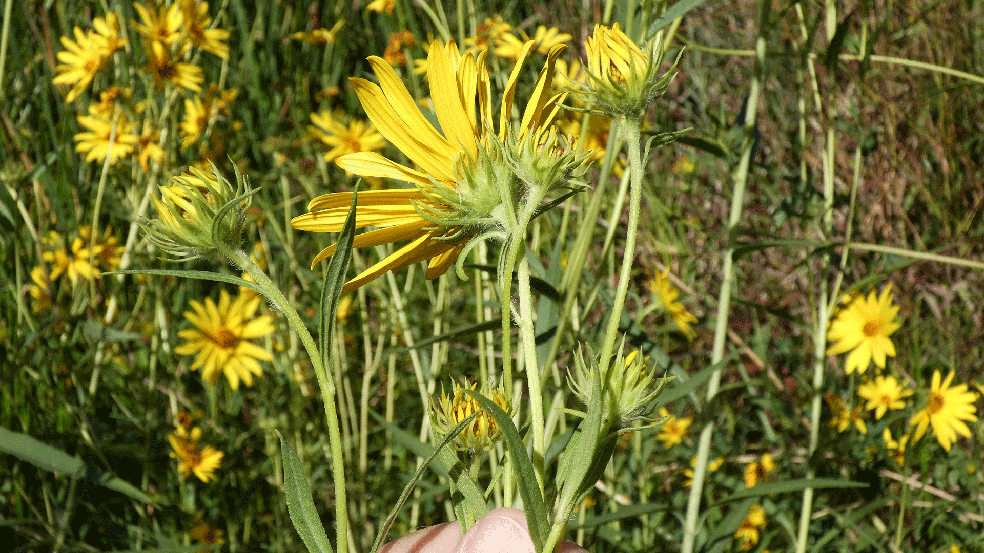 Rio Grande Bosque, Albuquerque, August 2020