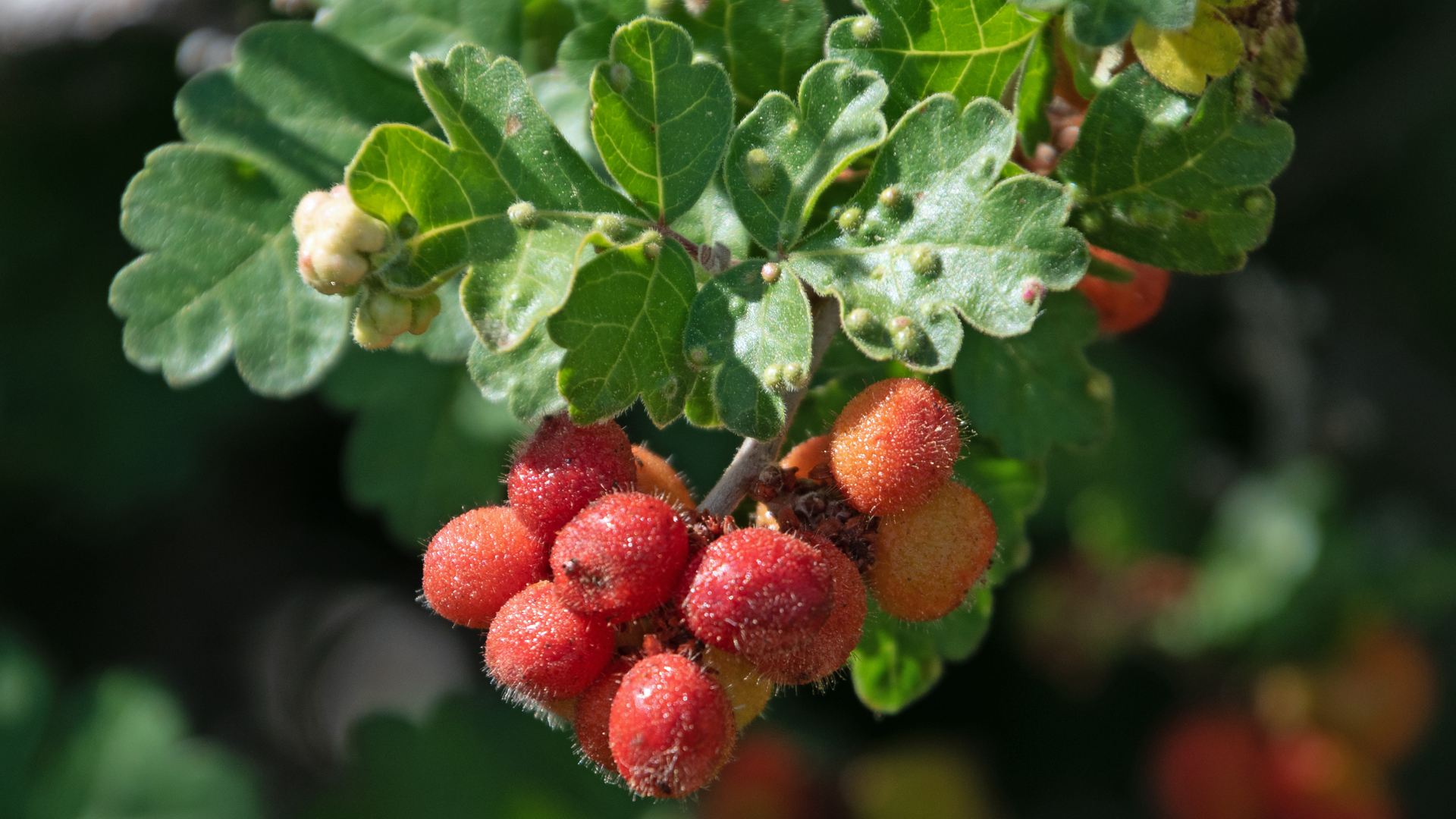 Ripe berries and leaves with galls, Sandia Mountains west foothills, June 2023