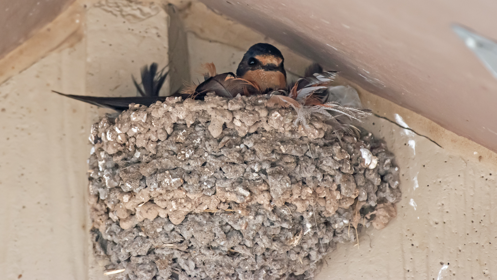 Juvenile in nest, Valles Caldera National Preserve, August 2023