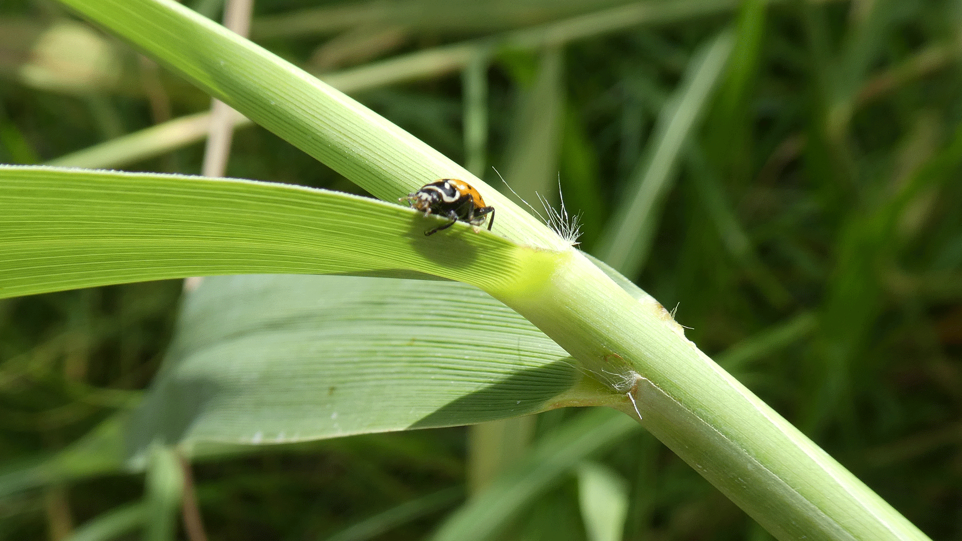 Showing leaf attachment, Rio Grande Bosque, Albuquerque, July 2020