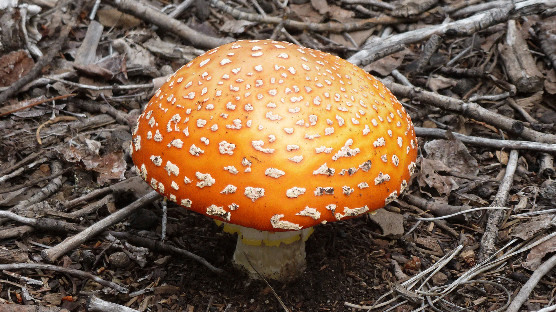 Jemez Mountains, July 2013