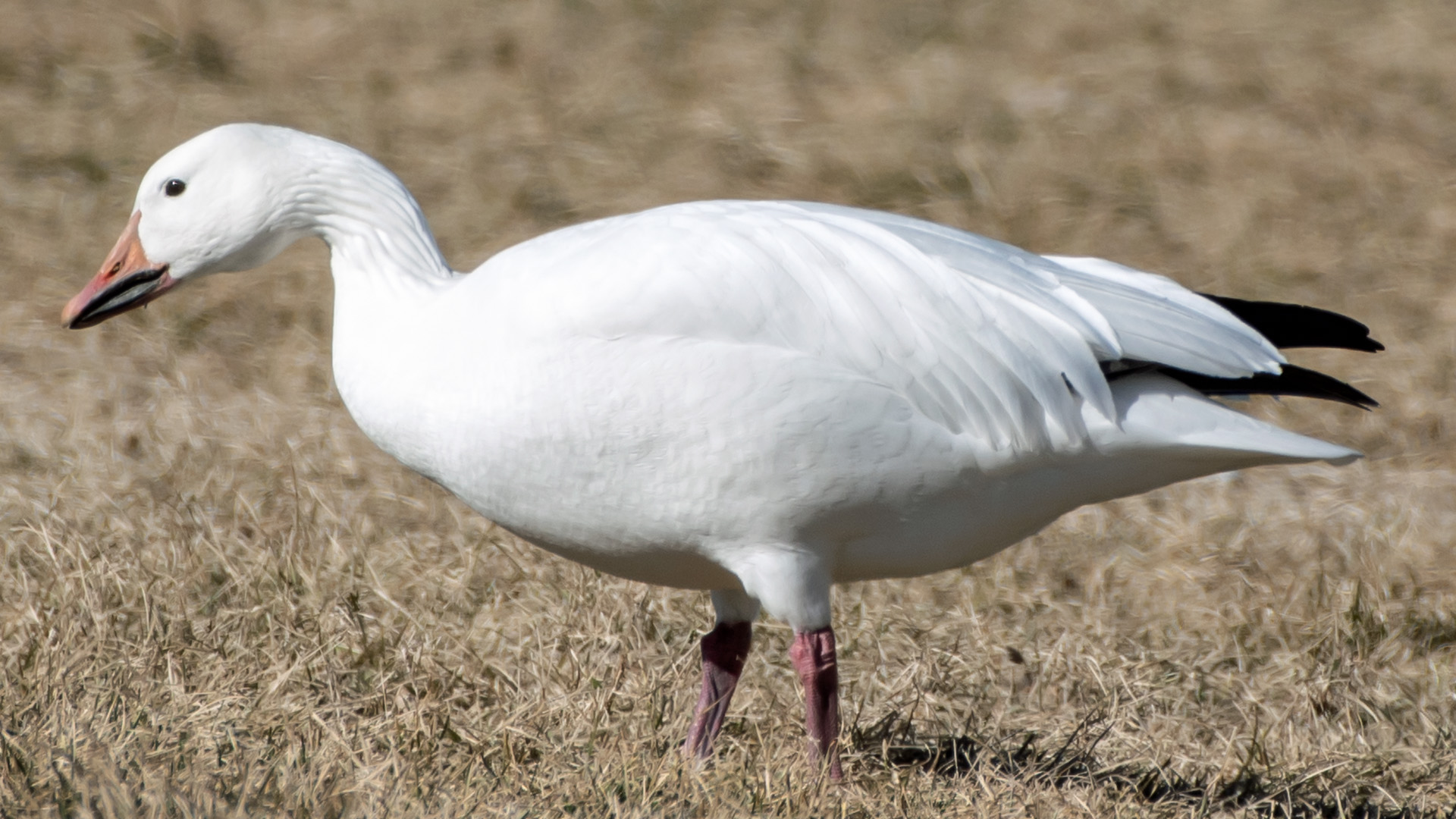 Adult white morph, Balloon Fiesta Park, December 2023