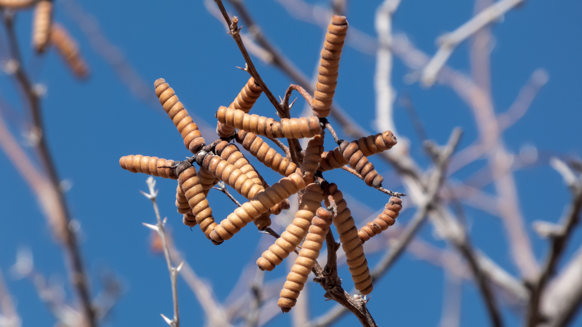 Previous year's seed pods, Sevilleta NWR, April 2023