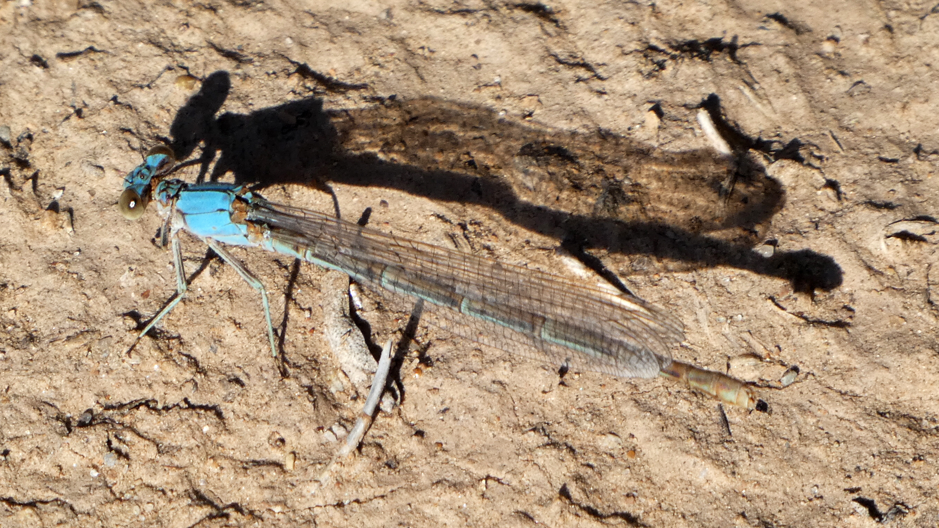 Blue form female, Albuquerque, July 2021