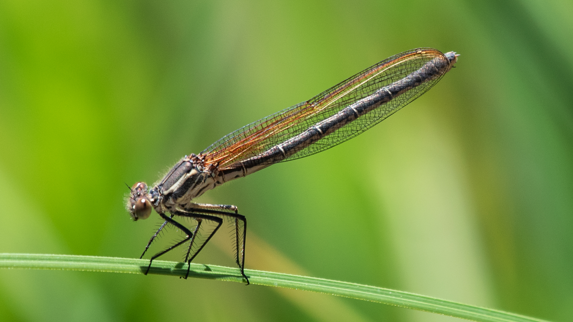 Female, Rio Grande Bosque, Albuquerque, June 2023