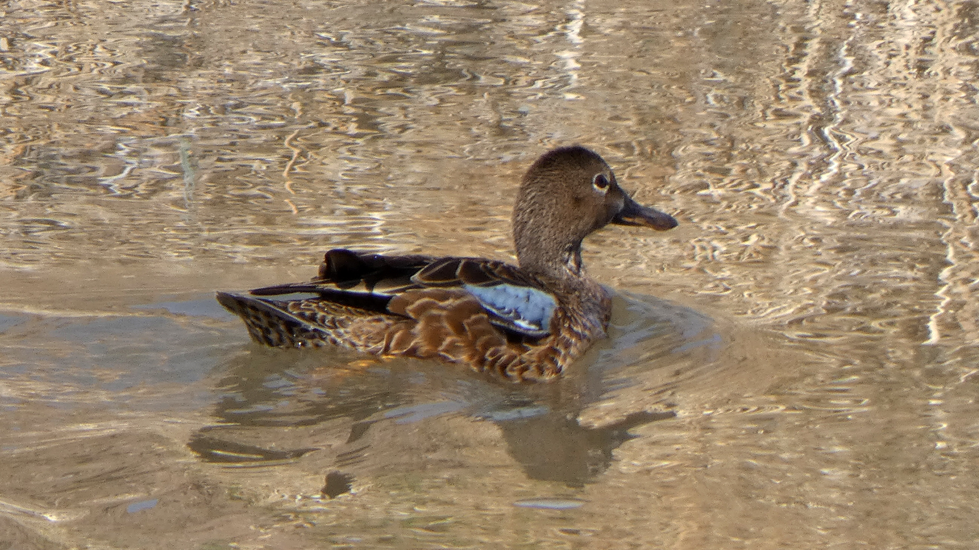 Female, near Albuquerque Botanical Garden, April 2021