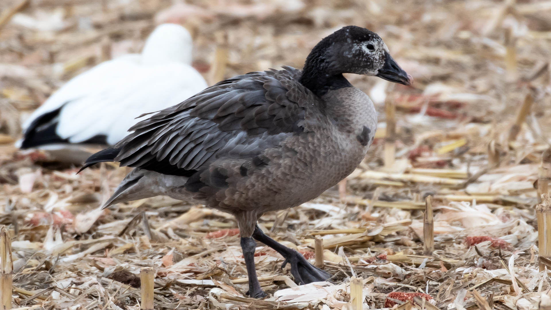 Dark morph juvenile, LSGWC, January 2026