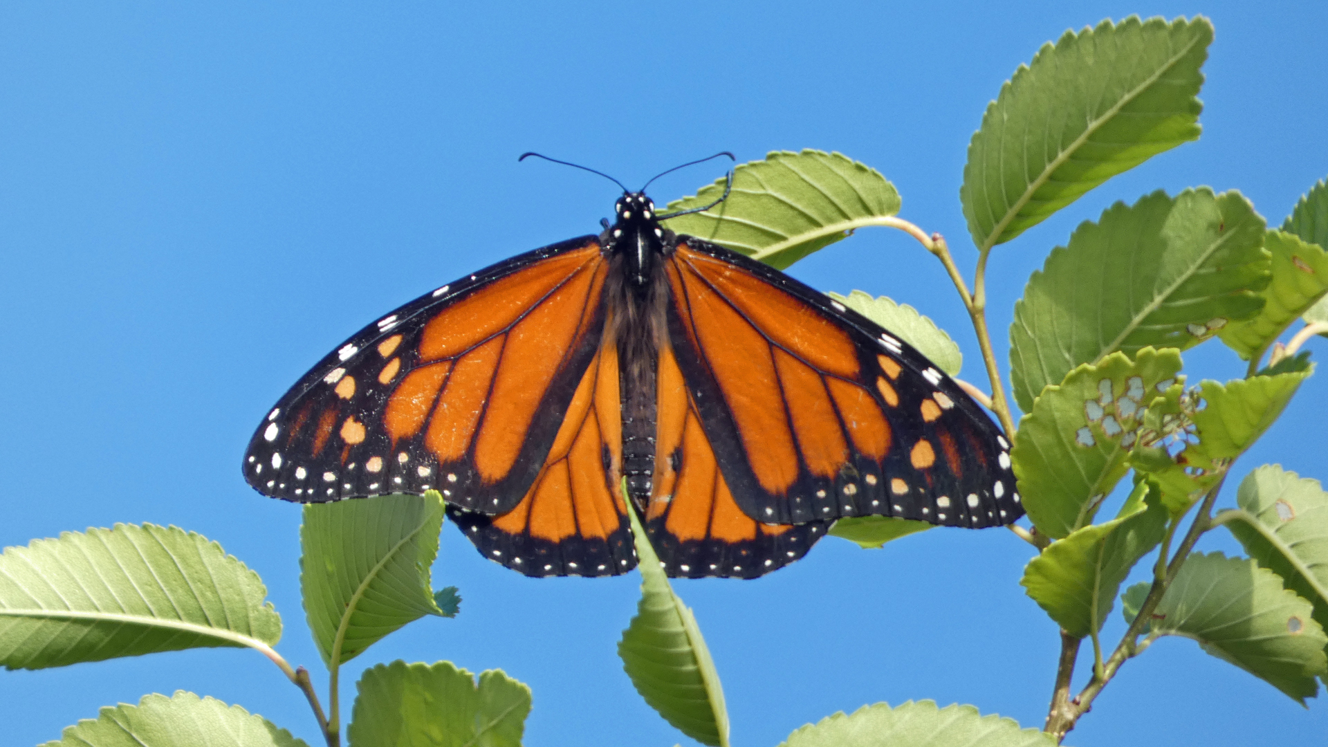 Male, Jemez Mountains, September 2021