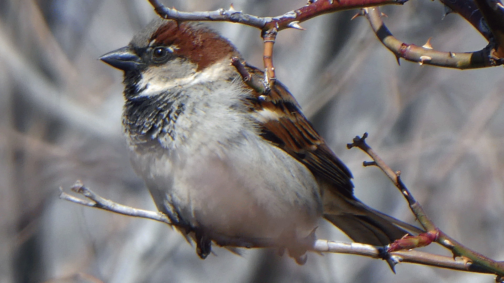 Male, Albuquerque, February 2020