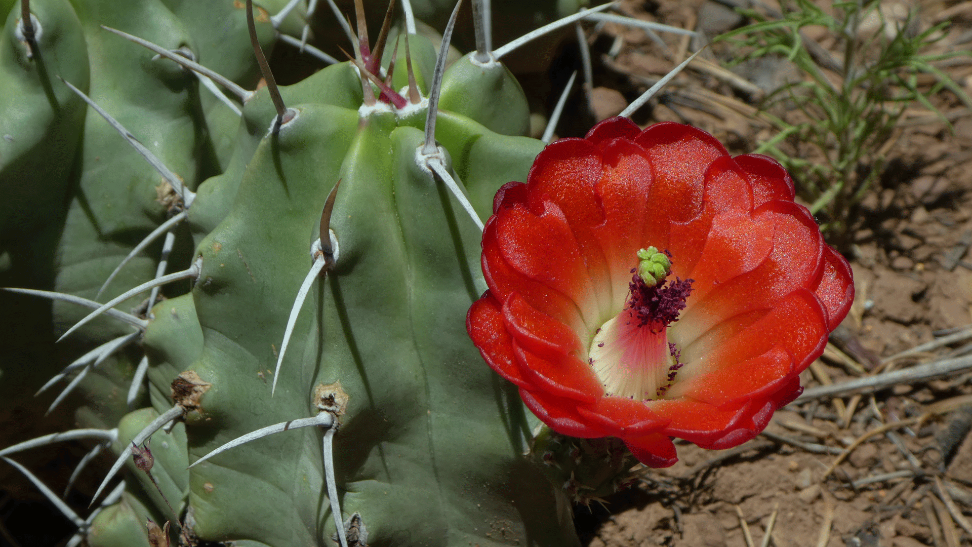 Eastern foothills of the Sandia Mountains, June 2019