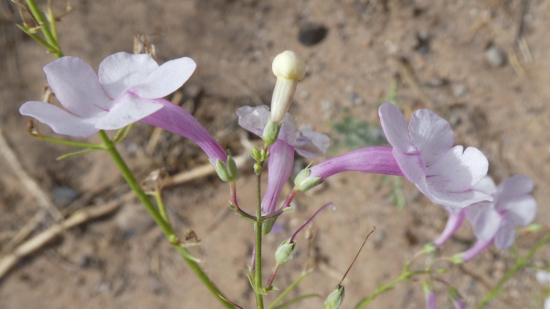 Albuquerque, July 2020