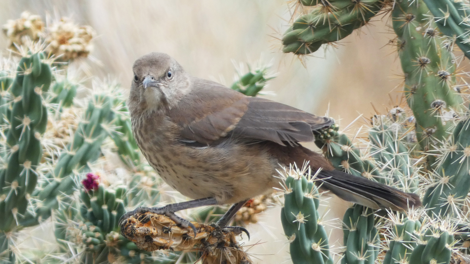 Juvenile, Sandia Mountains west foothills, June 2021