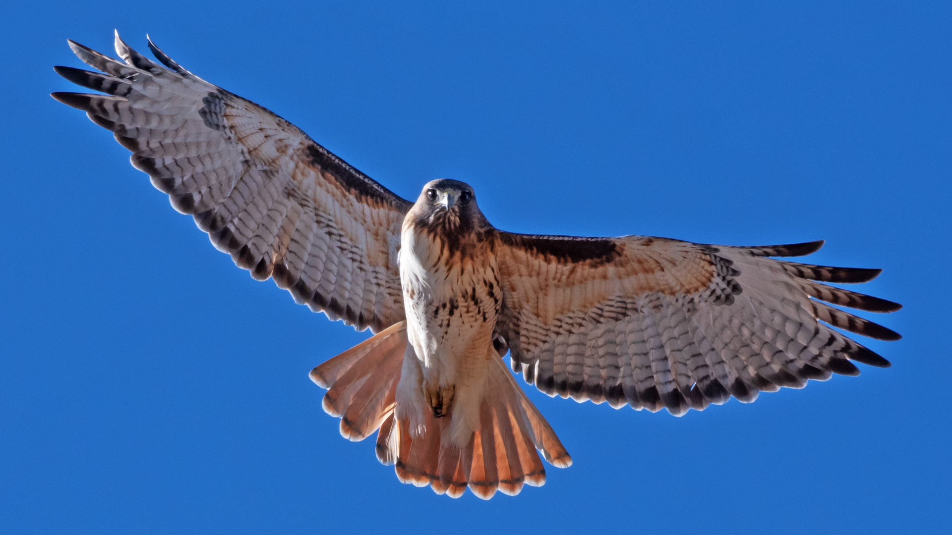 Adult, Rio Grande Bosque, Albuquerque, February 2024