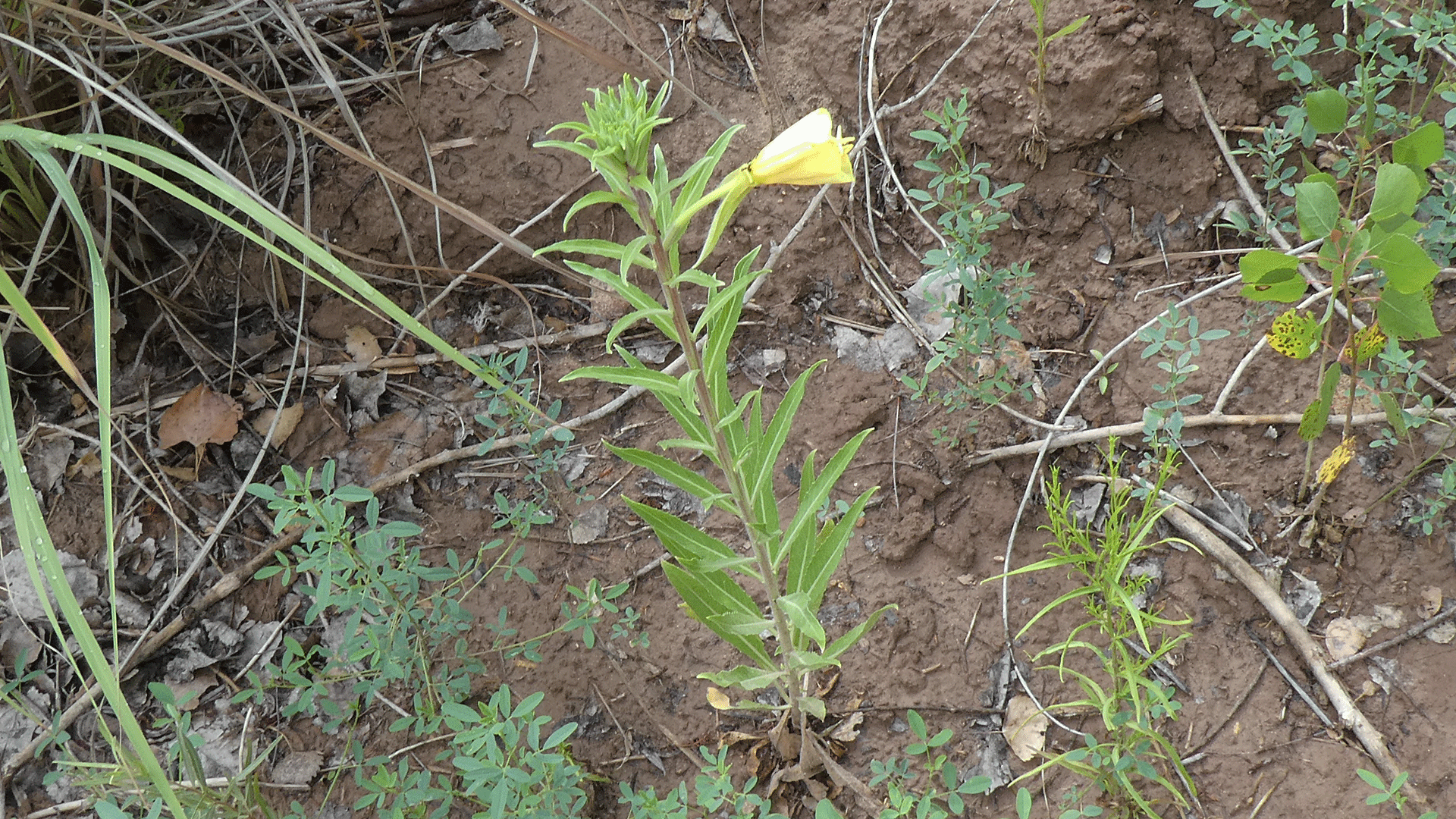 Rio Grande Bosque, Albuquerque, July 2020