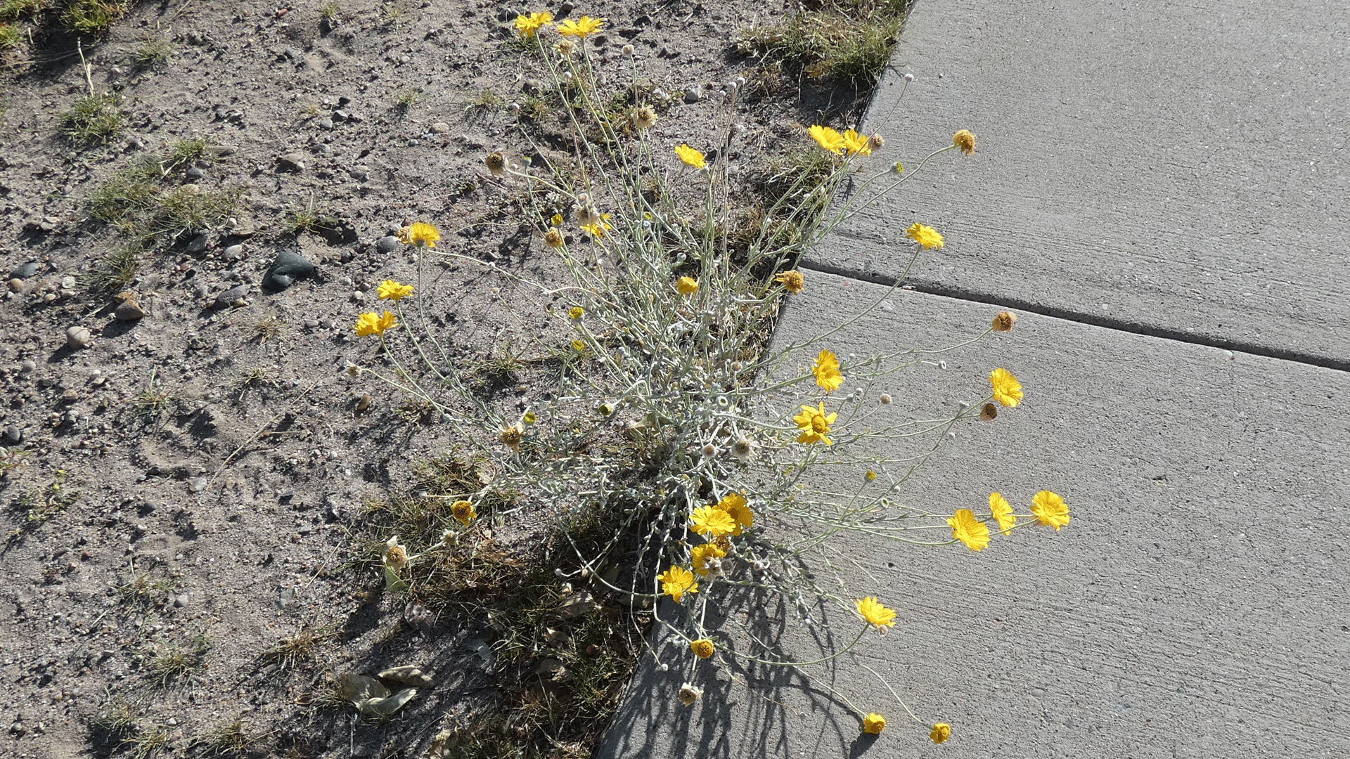 Albuquerque, September 2020