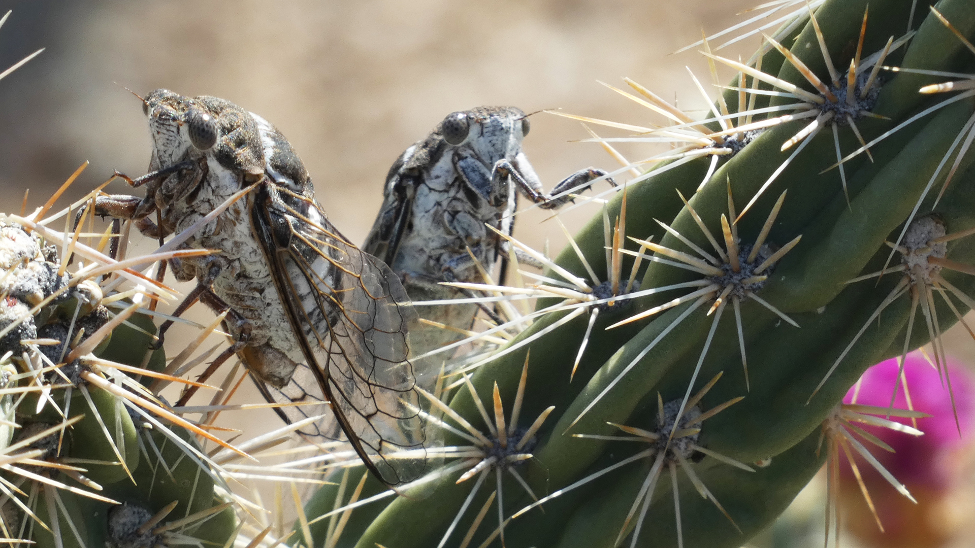 Live adults, Sandia Mountains west foothills, June 2021