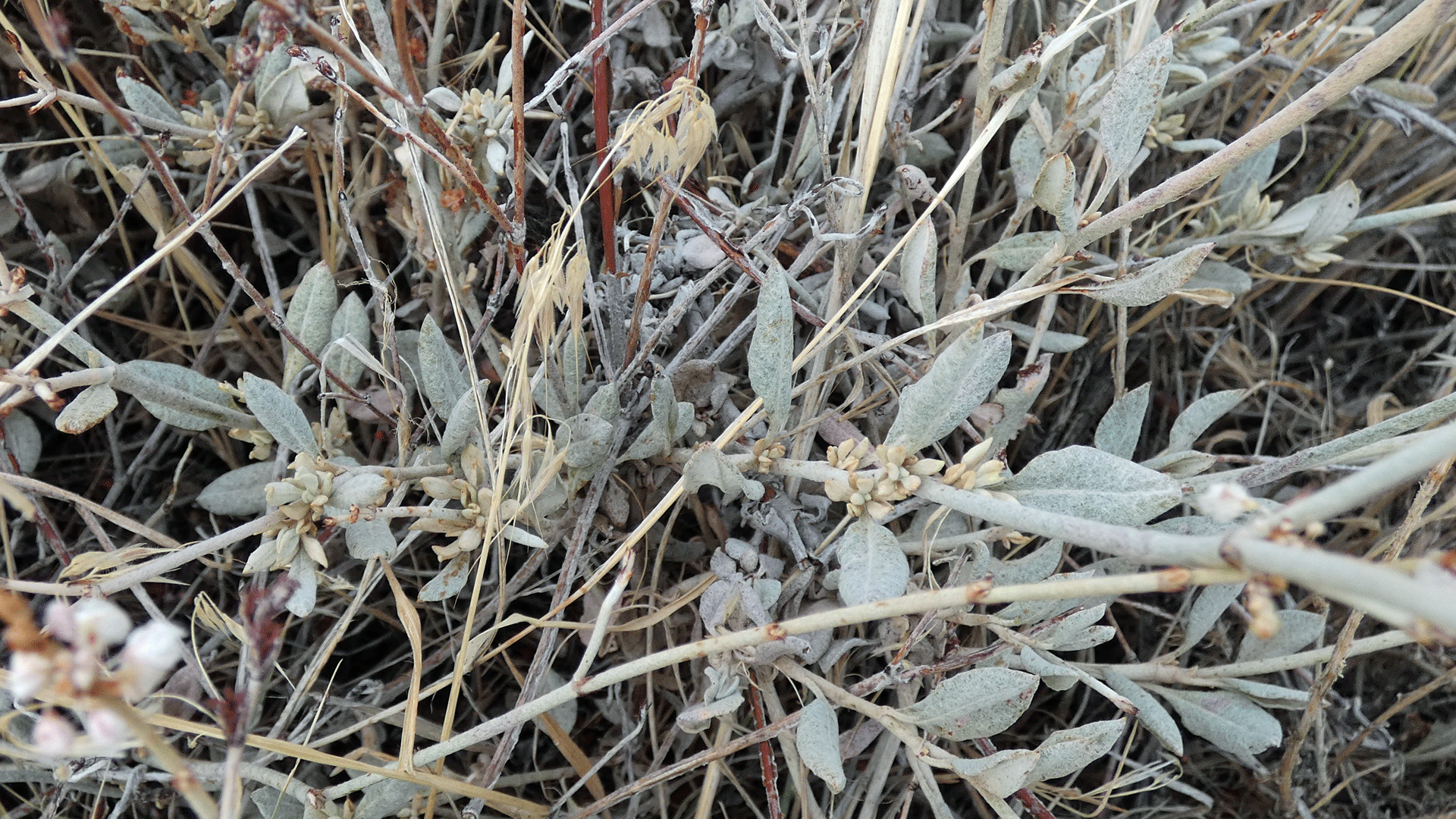 Basal leaves, Sandia Mountains west foothills, August 2020