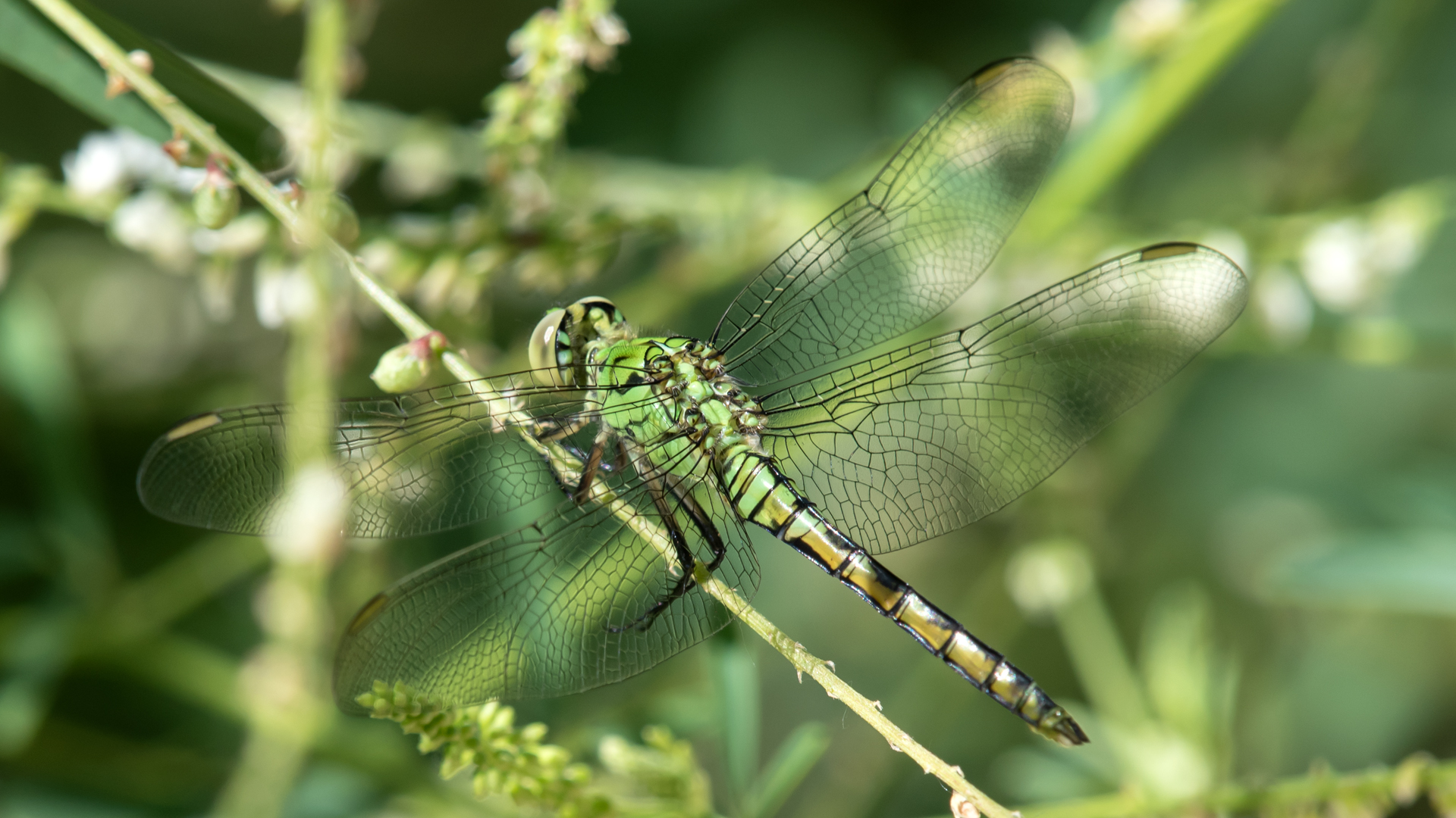 Immature Male, Rio Grande Bosque, Albuquerque, July 2023