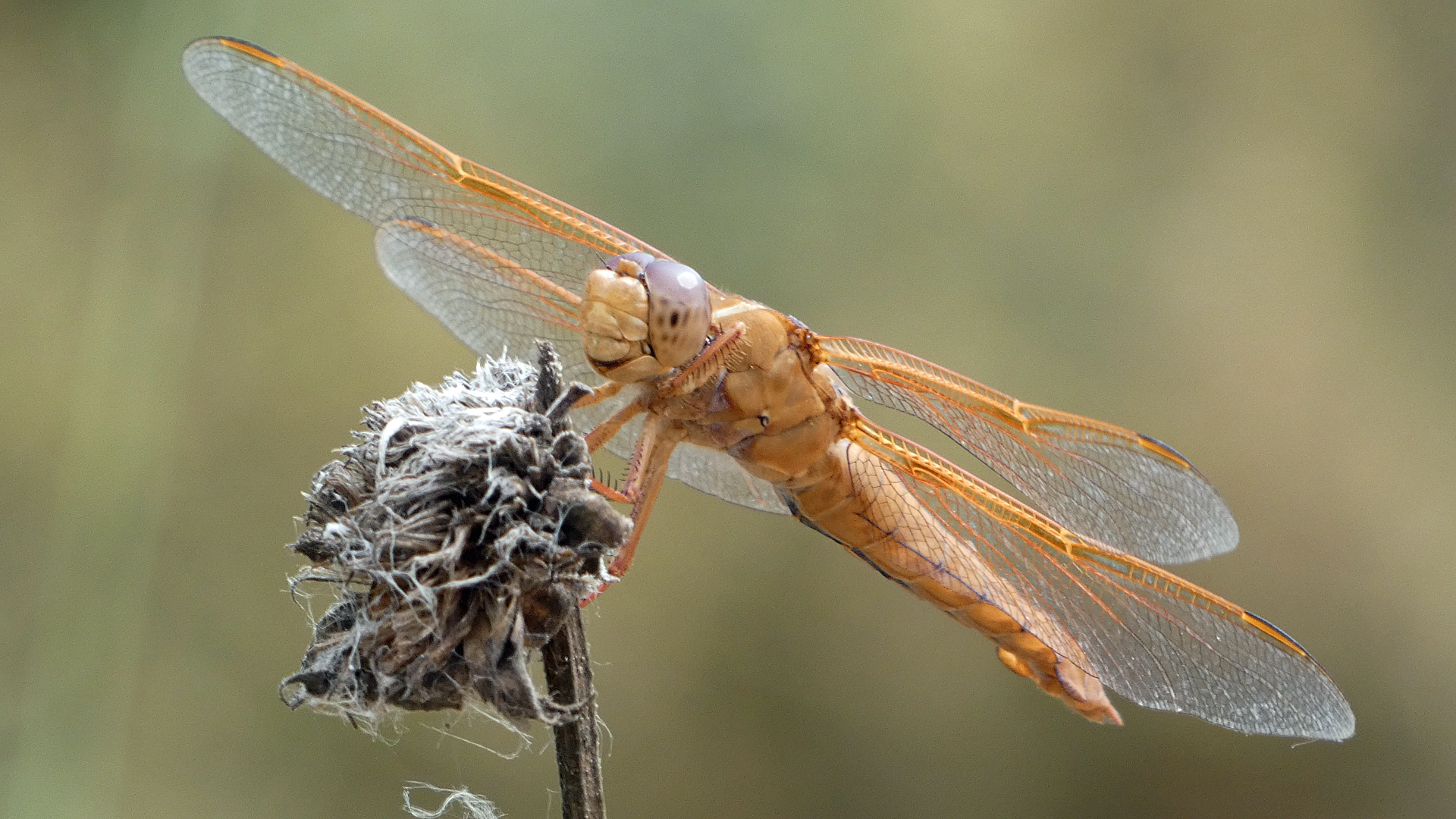Female, Rio Grande Bosque, Albuquerque, June 2021