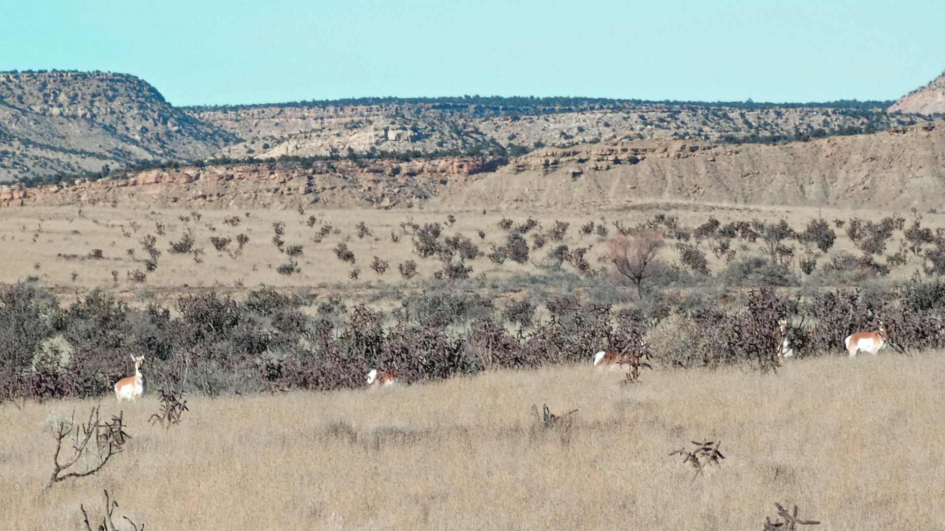 Cabezon area, January 2023