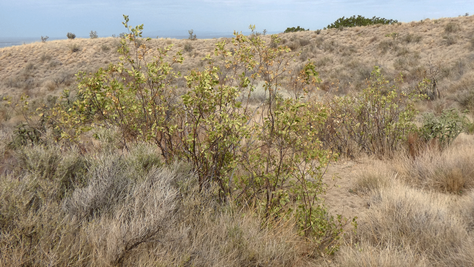 West foothills of the Sandia Mountains, August 2020