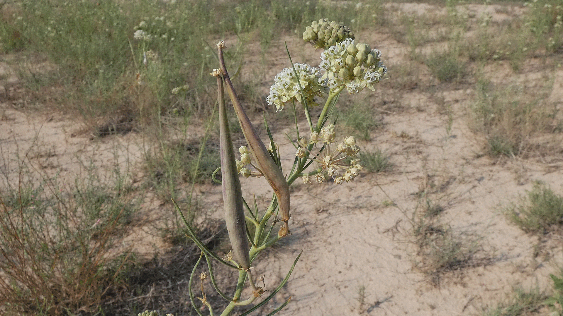 Seed pods, Albuquerque, August 2020