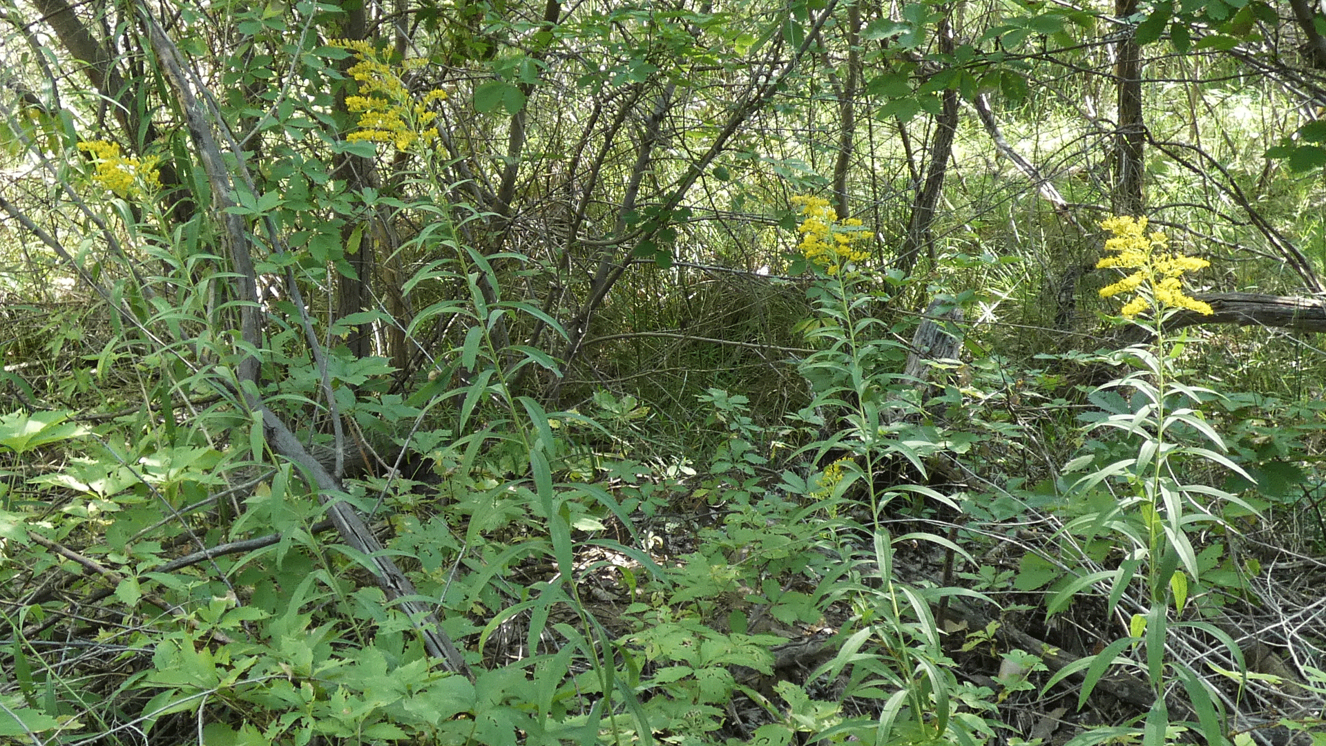 Rio Grande Bosque, Albuquerque, August 2020