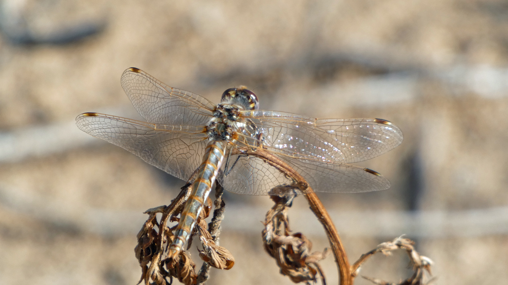 Female, Rio Grande Bosque, Albuquerque, July 2021