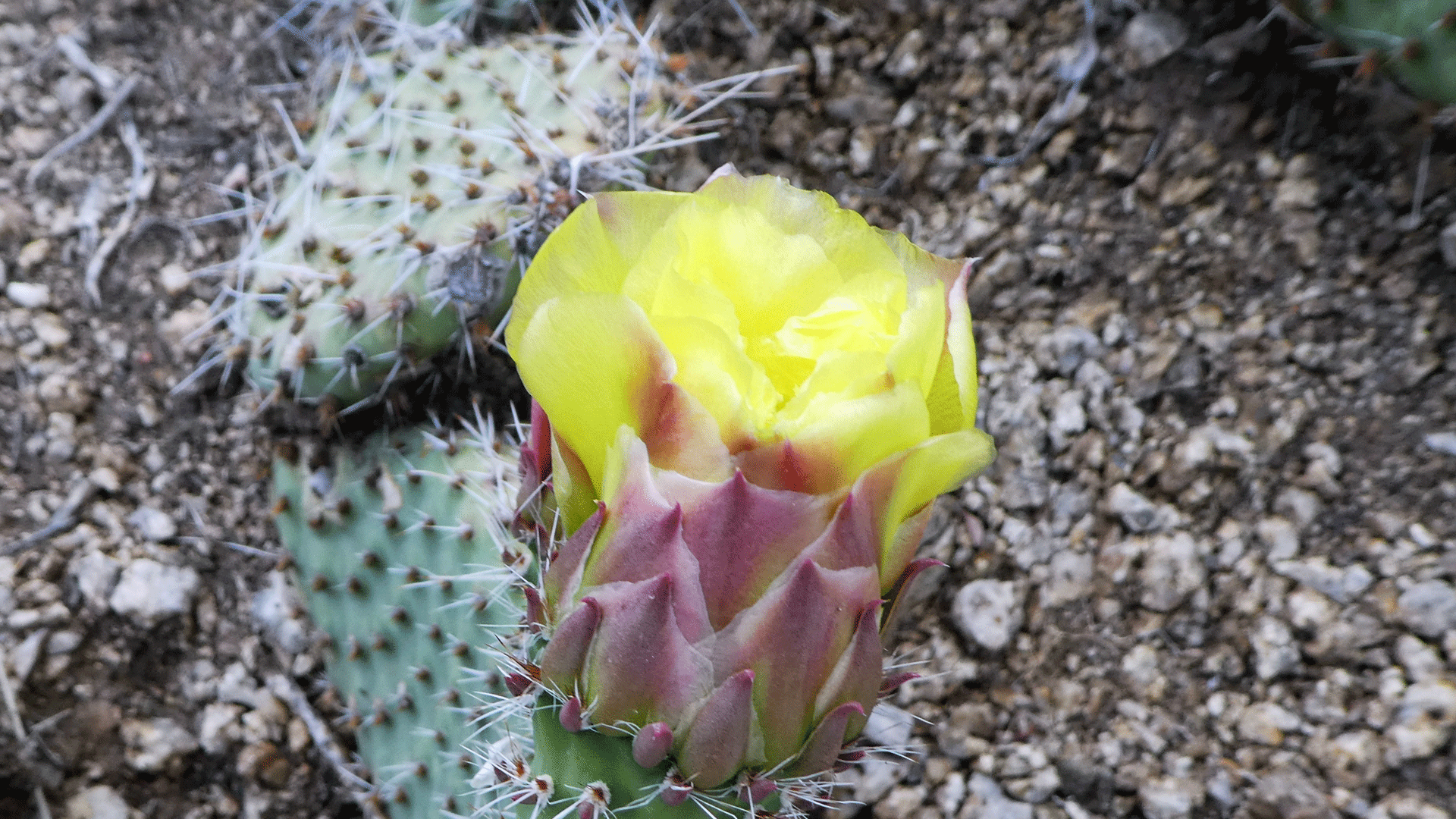 Sandia Mountain foothills, May 2019