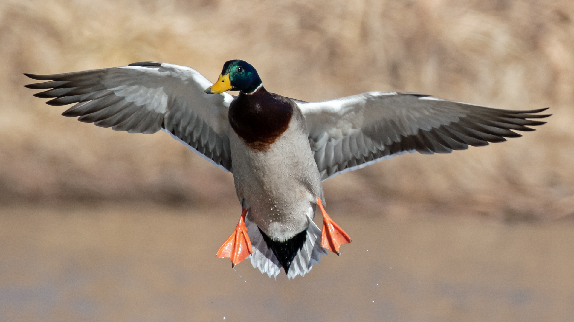 Male, Rio Grande, February 2023