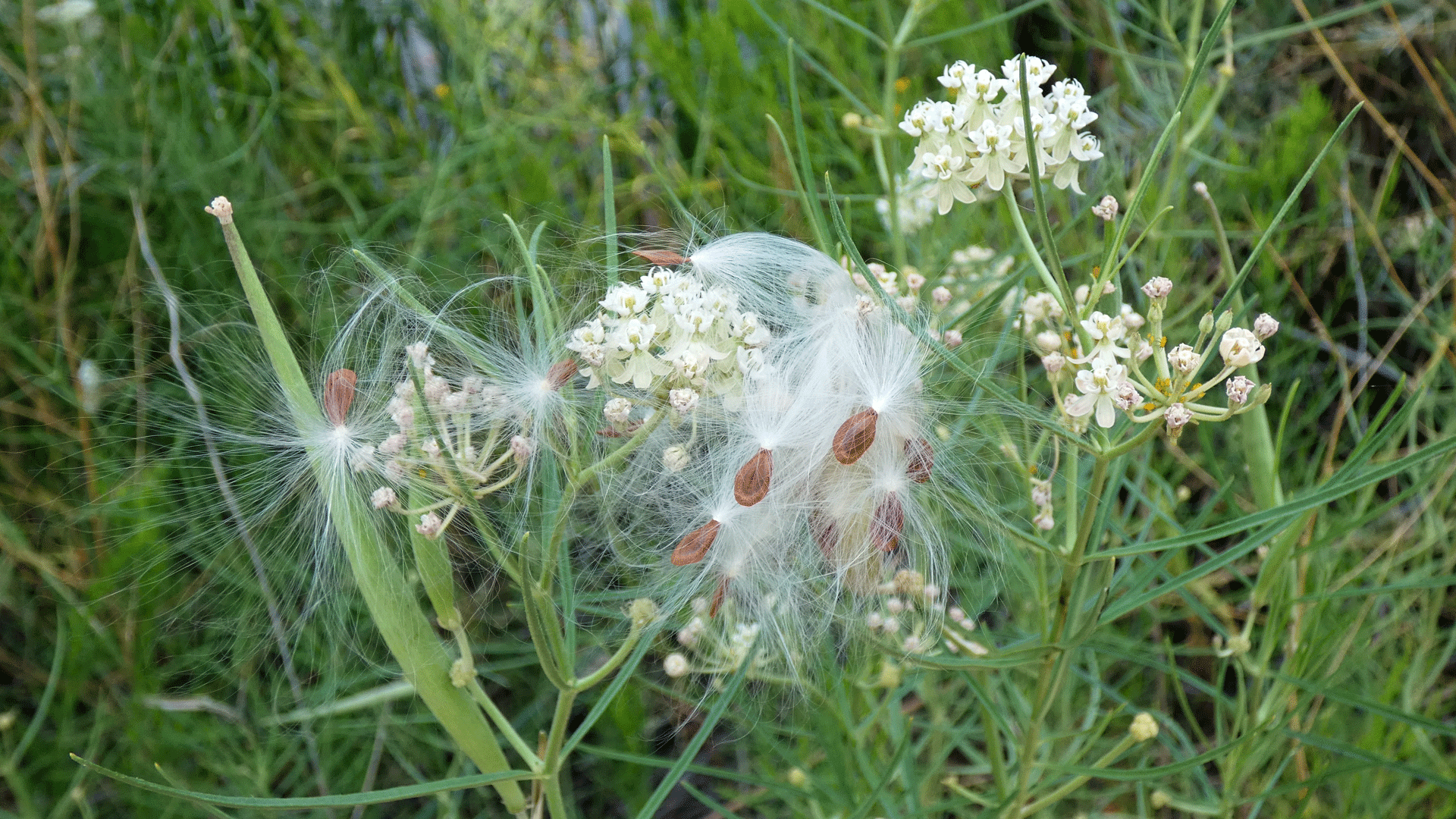 Seeds, Rio Grande Bosque, Albuquerque, August 2020