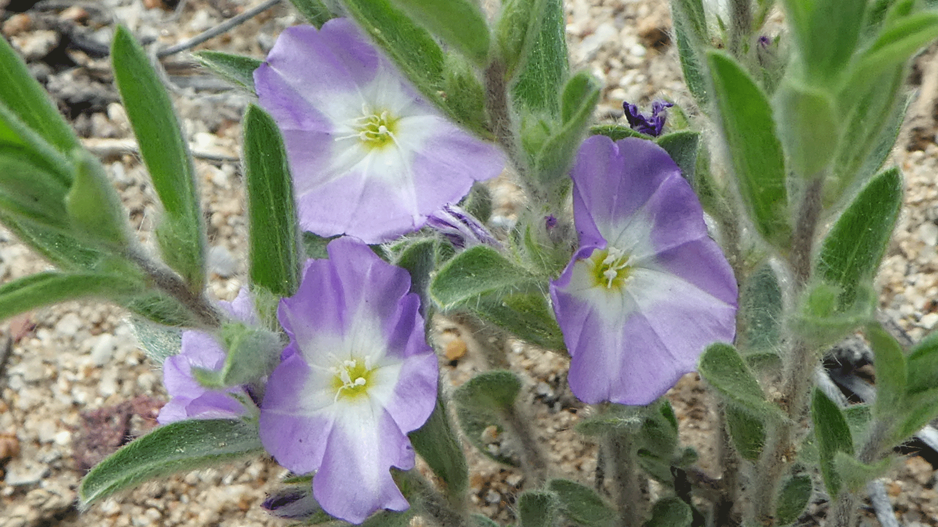 Mesa Portales, June 2019