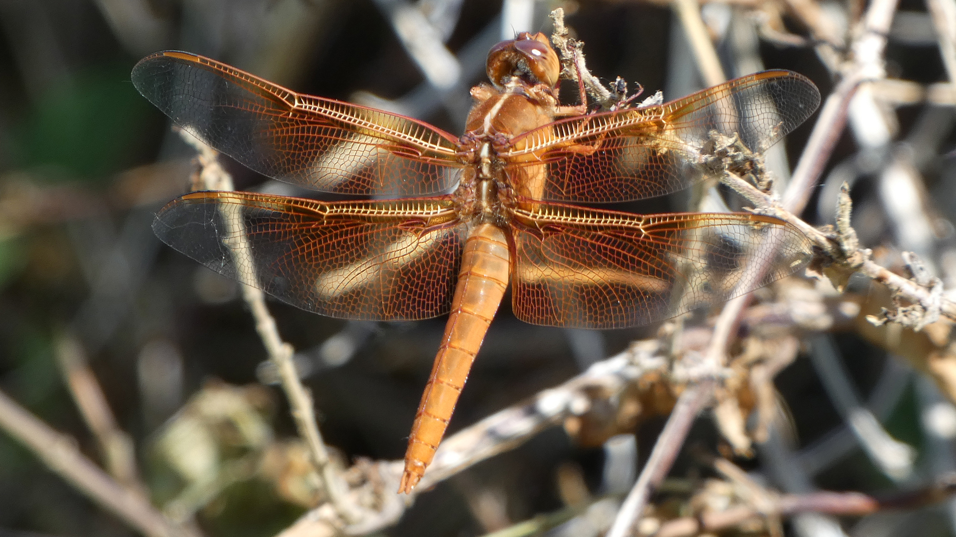 Immature male, Albuquerque, June 2021