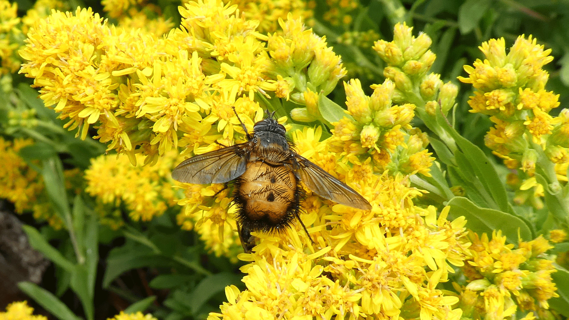 On goldenrod, Sandia Mountains, July 2020