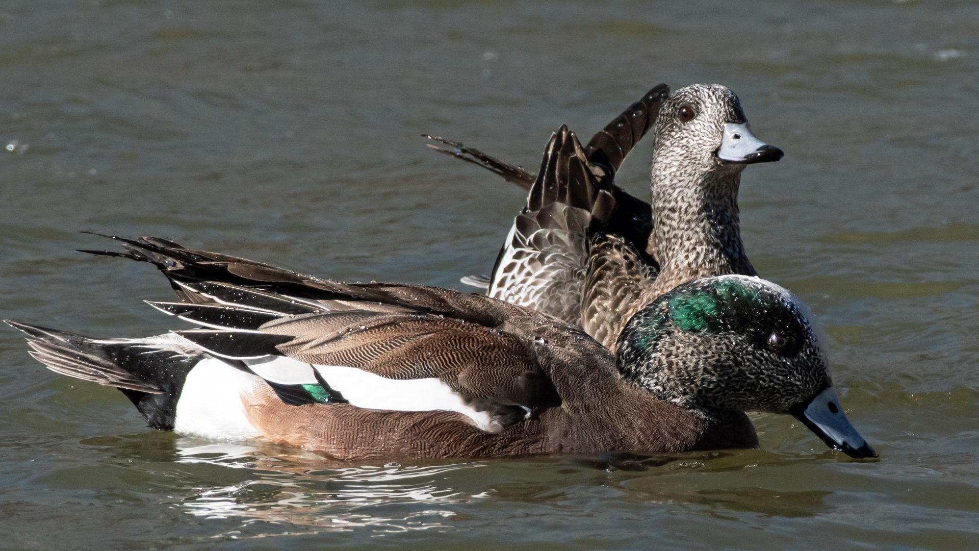 Pair, Rio Grande Bosque, Albuquerque, January 2024